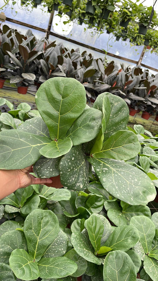 6" Lyrata Bush