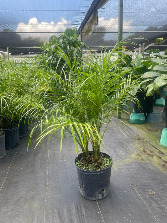 10'' Robellini Palm