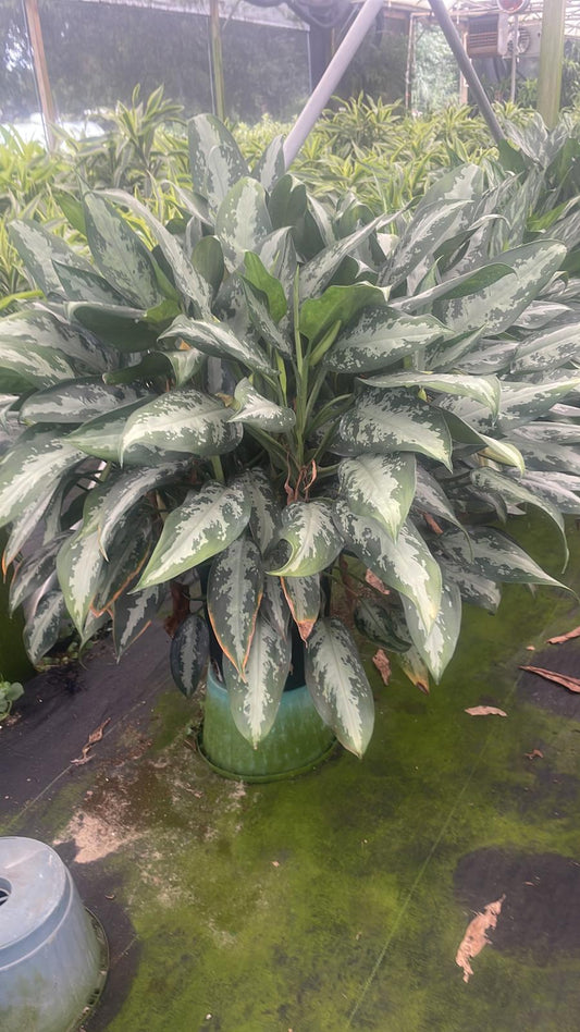10'' Aglaonema Jubilee