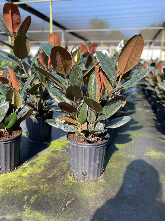 10'' Ficus Burgundy