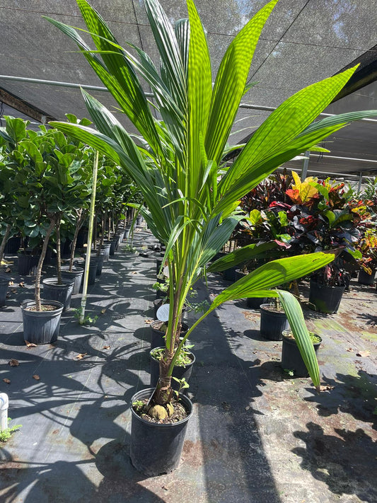 10'' Coconut Palm