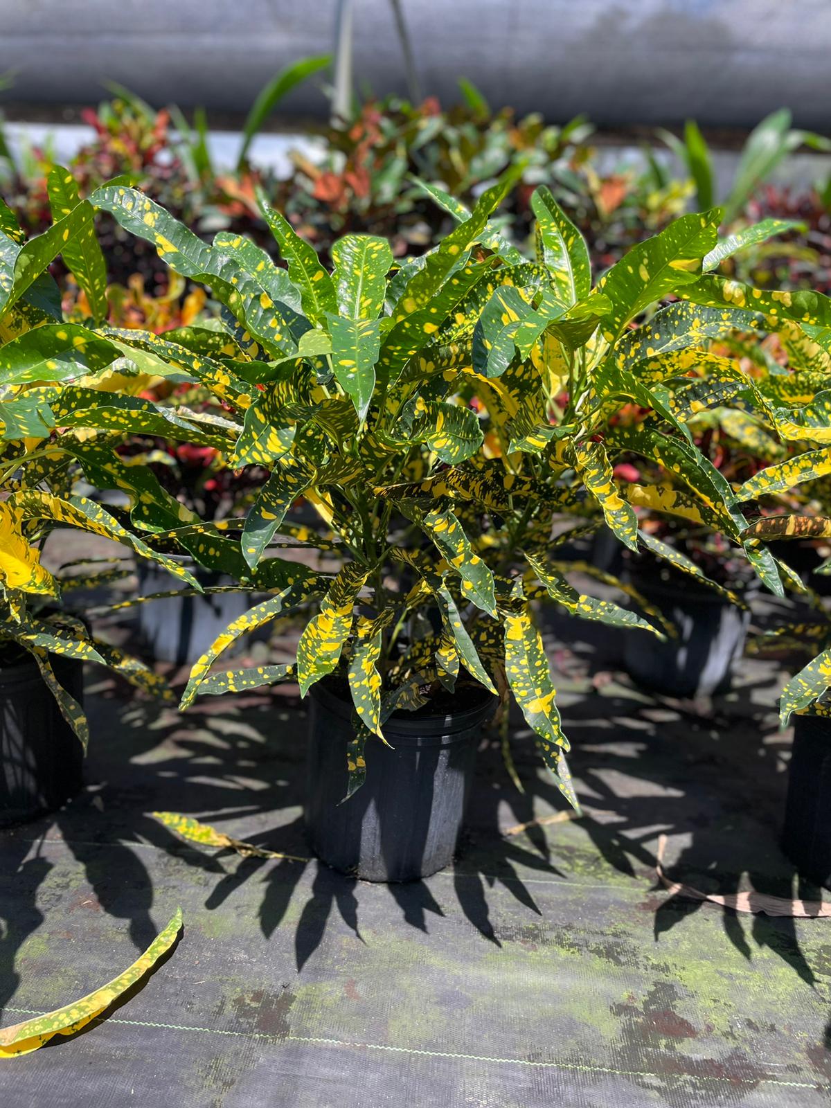 10'' Croton Sloppy Painter