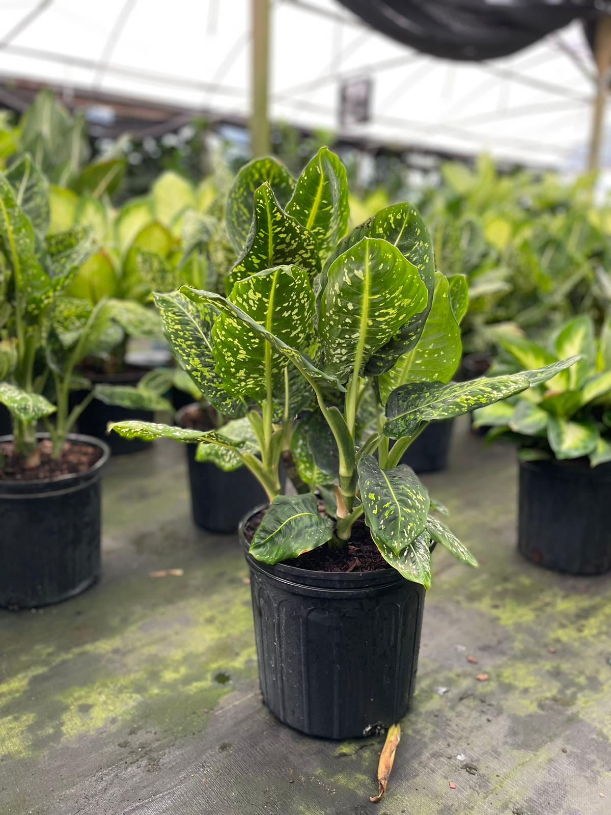 10'' Dieffenbachia Reflector