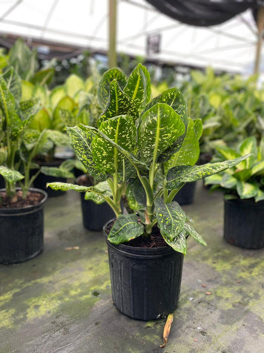 10'' Dieffenbachia Reflector