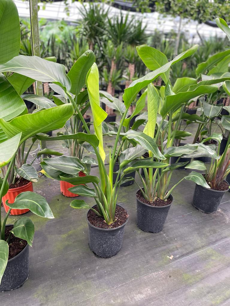 10'' White Bird of Paradise