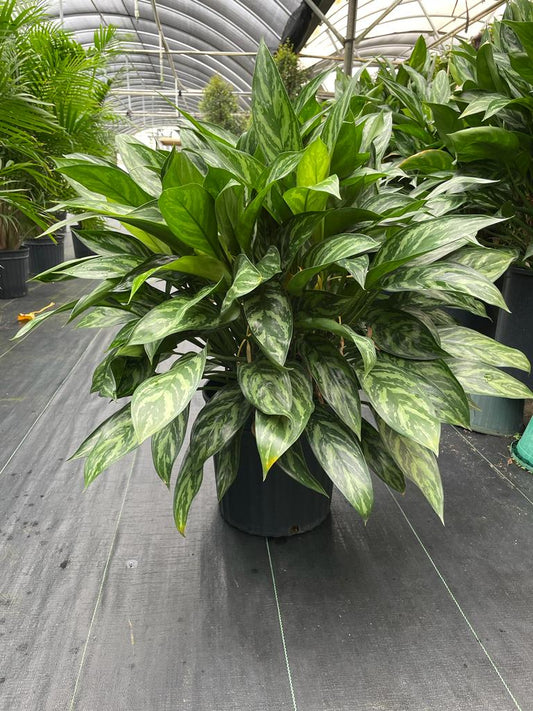 12'' Aglaonema Maria