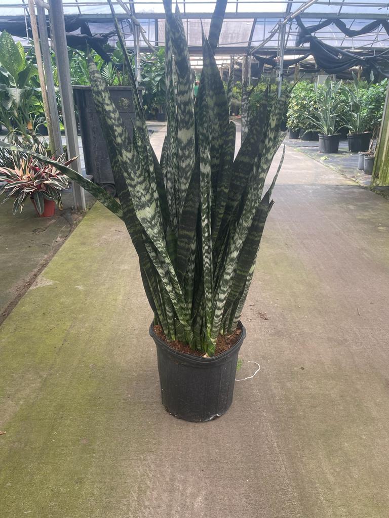 12'' Sansevieria Wintergreen