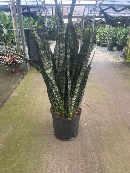 12'' Sansevieria Wintergreen