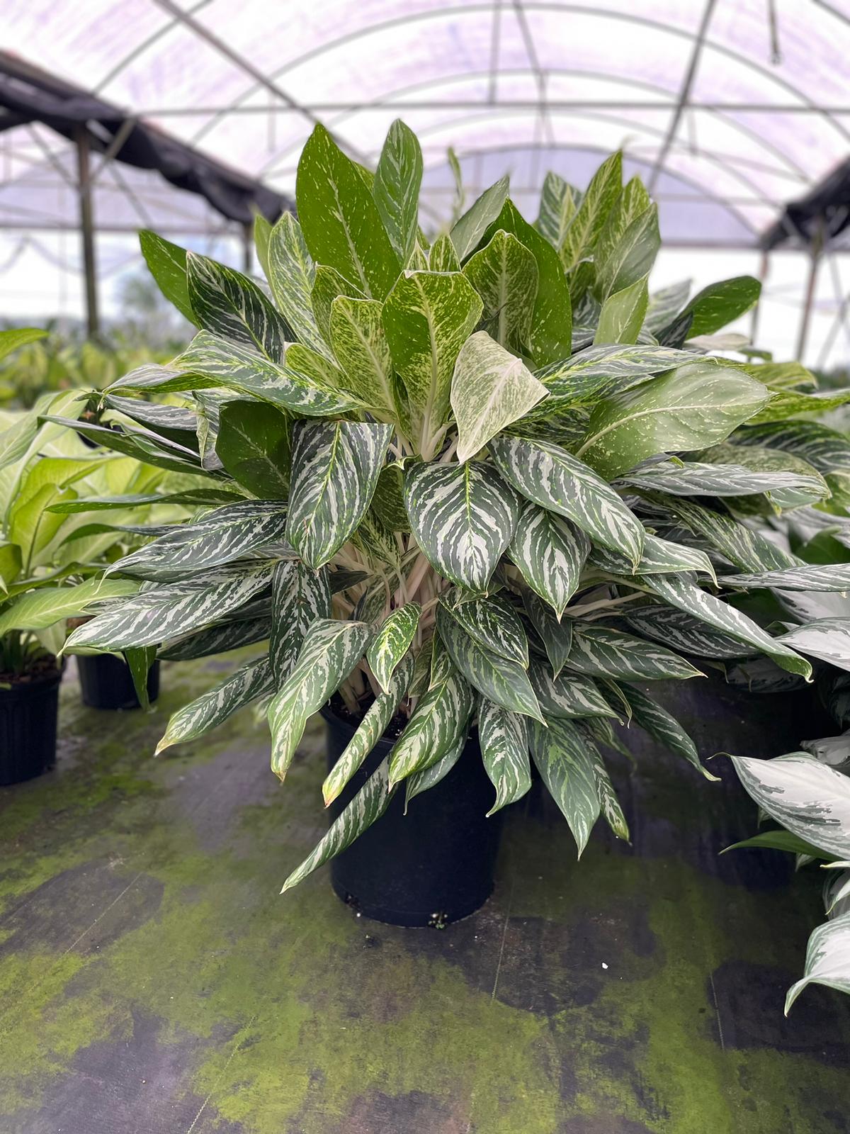 14'' Aglaonema Golden Maddona