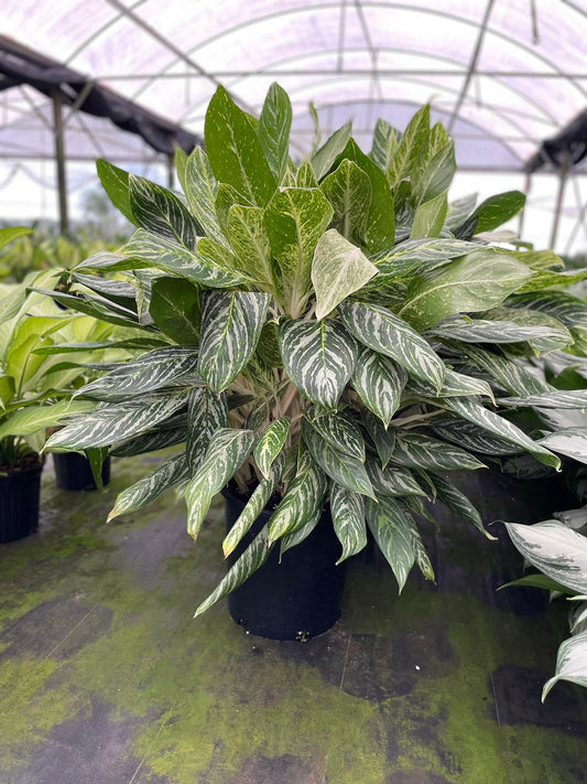14'' Aglaonema Golden Maddona