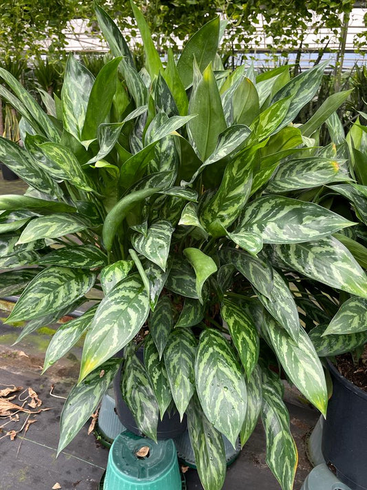 14'' Aglaonema Maria