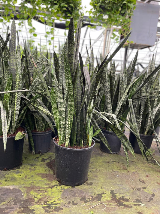14'' Sansevieria Wintergreen