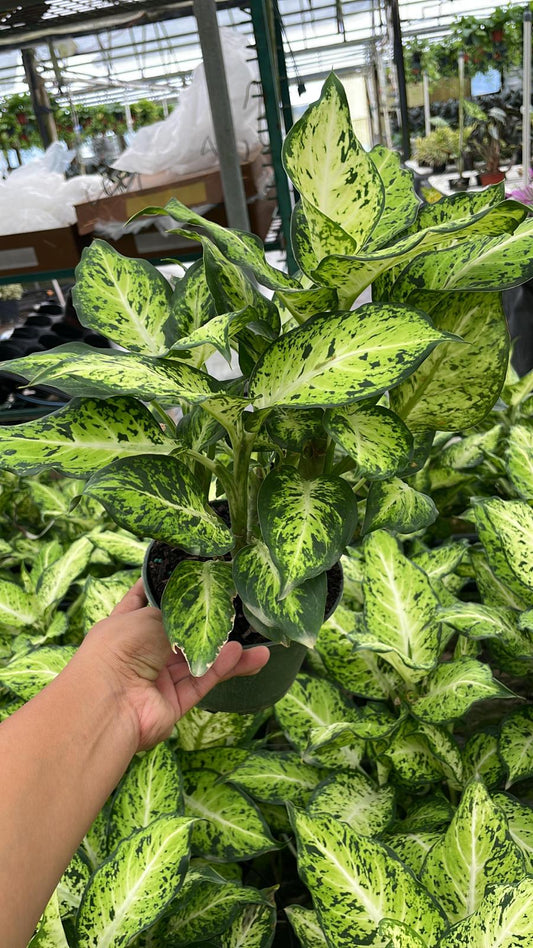 6" Dieffenbachia Aimee