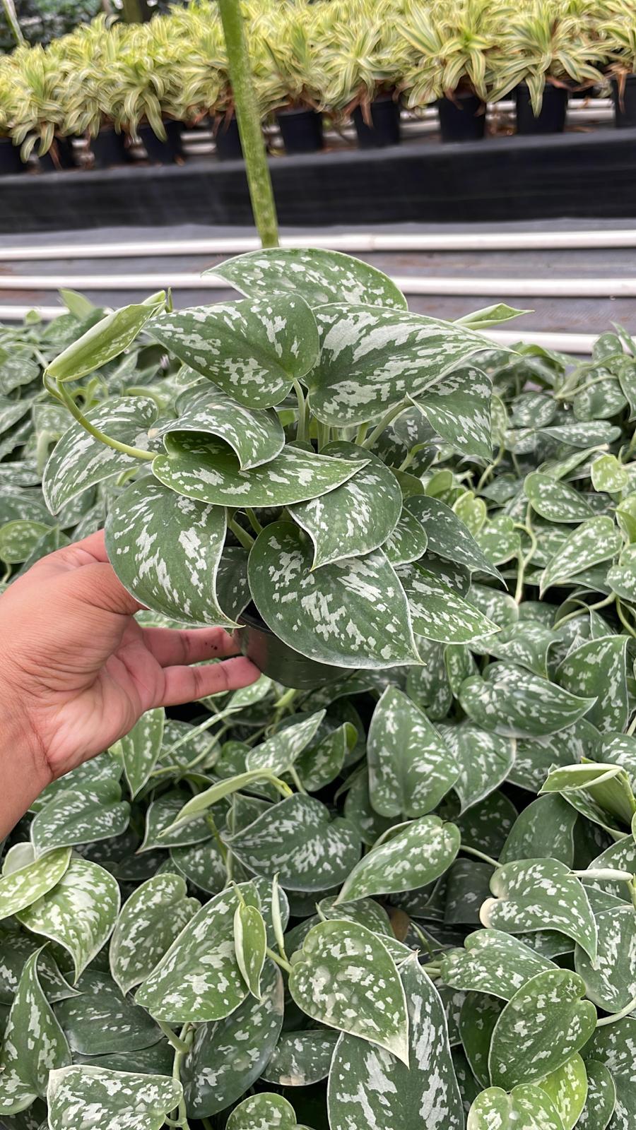 philodendron frilly philly 4" Philodendron Satin Philly – El Clair Foliage