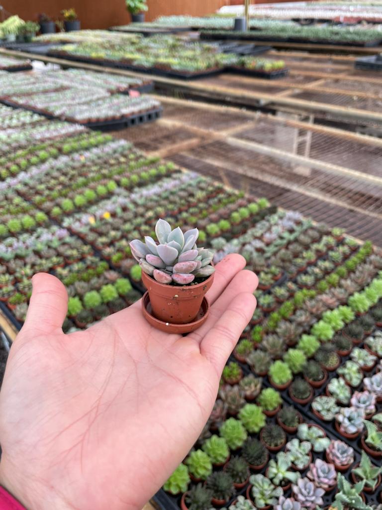 1'' Mini Fairy Succulent