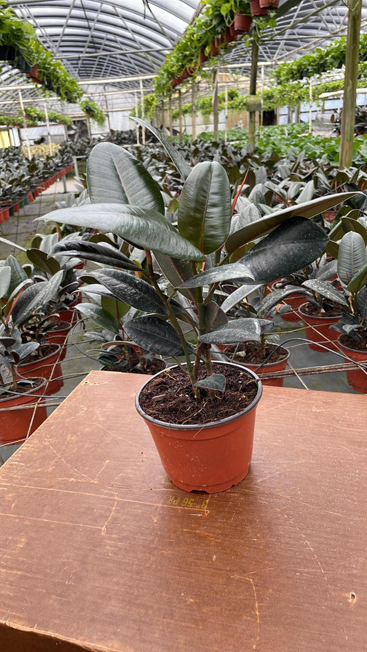 6” Ficus Burgundy
