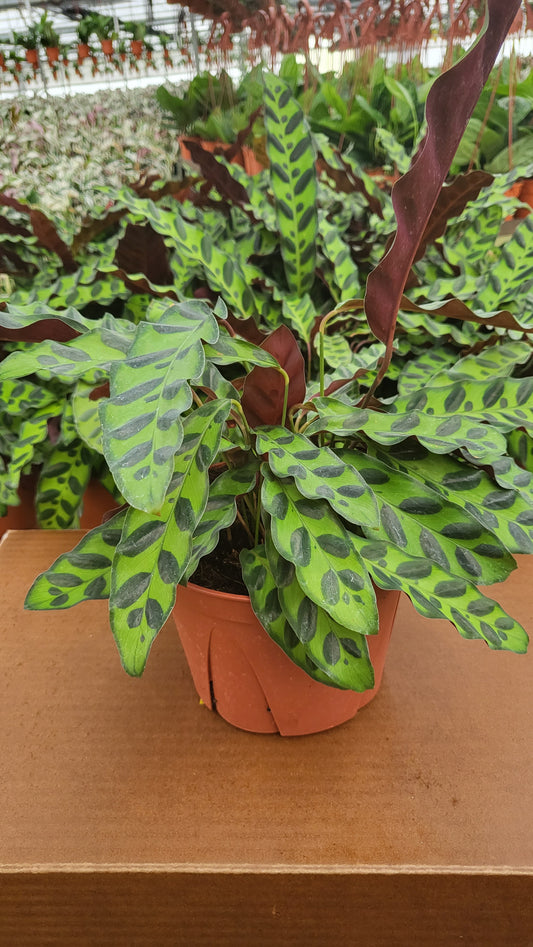 6" Calathea Lancifolia