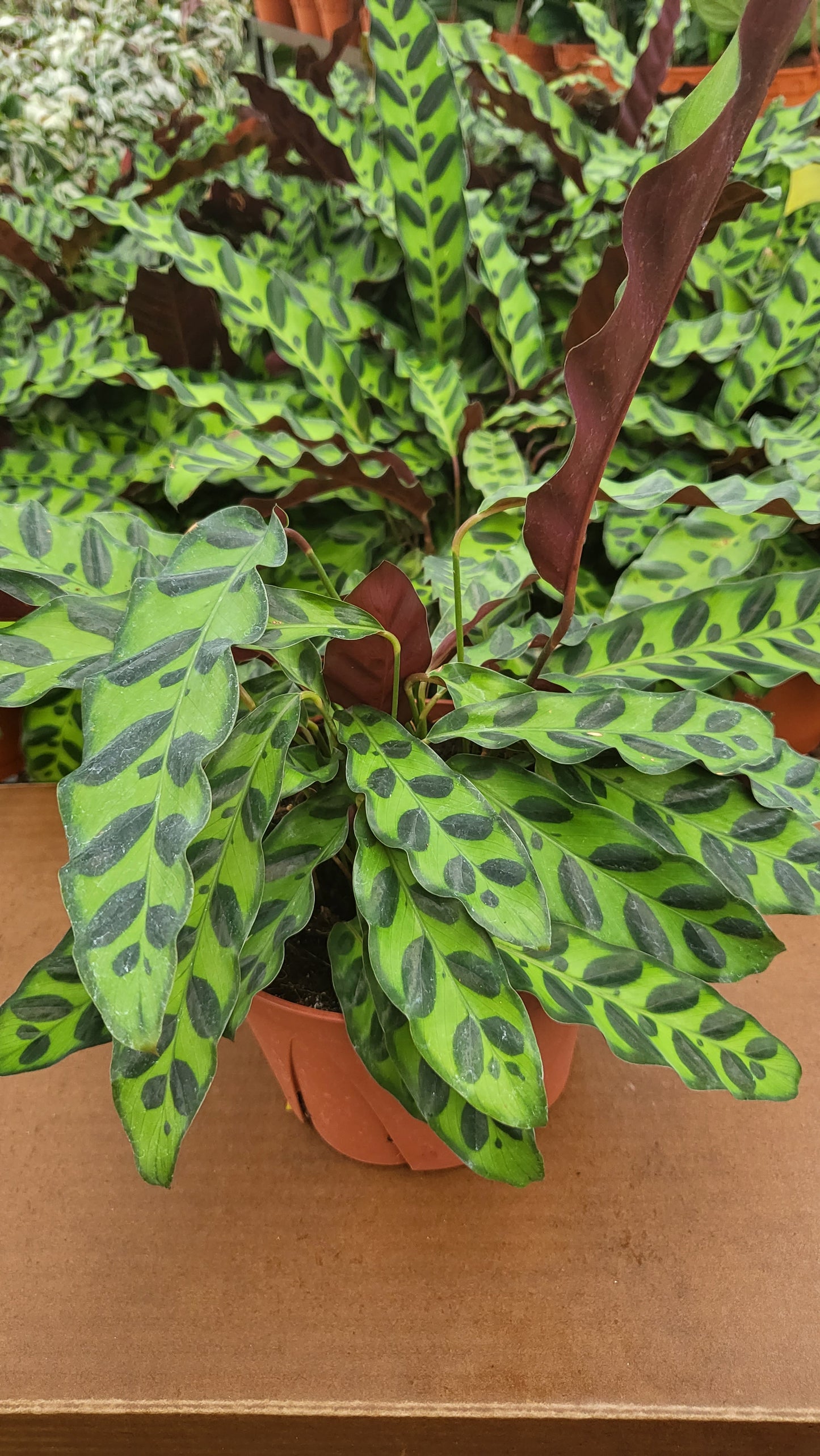 6" Calathea Lancifolia