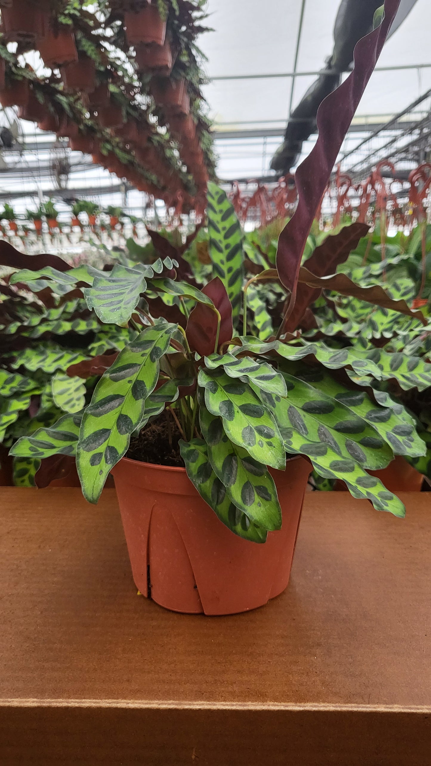 6" Calathea Lancifolia