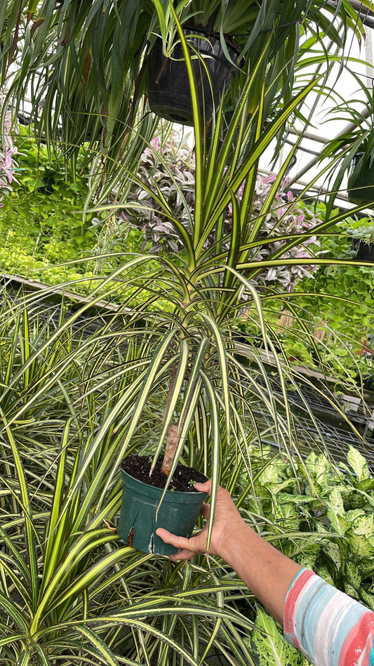 6" Marginata Kiwi Cane