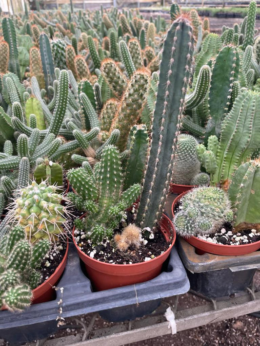 4'' Cactus Combo