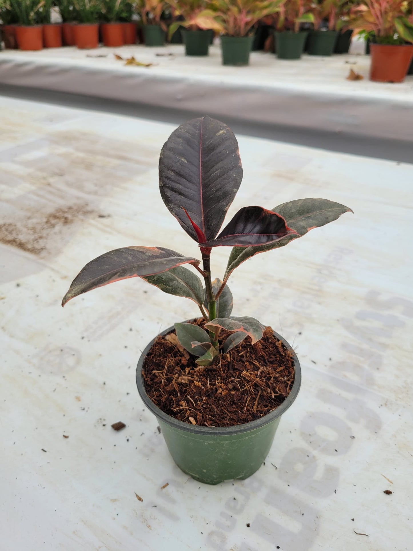 4'' Ficus Ruby