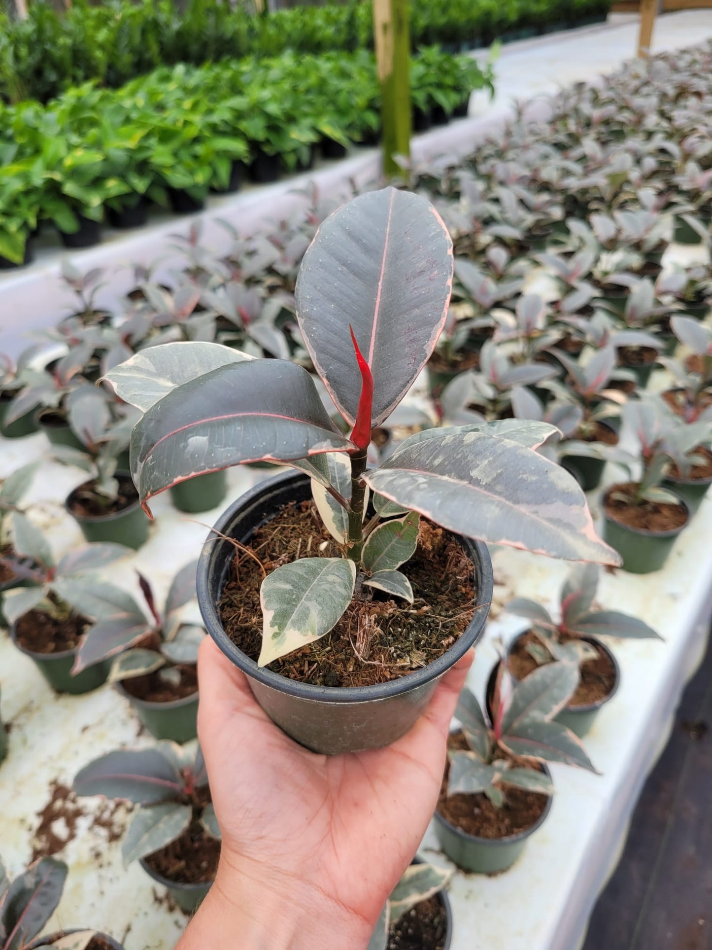4'' Ficus Tineke