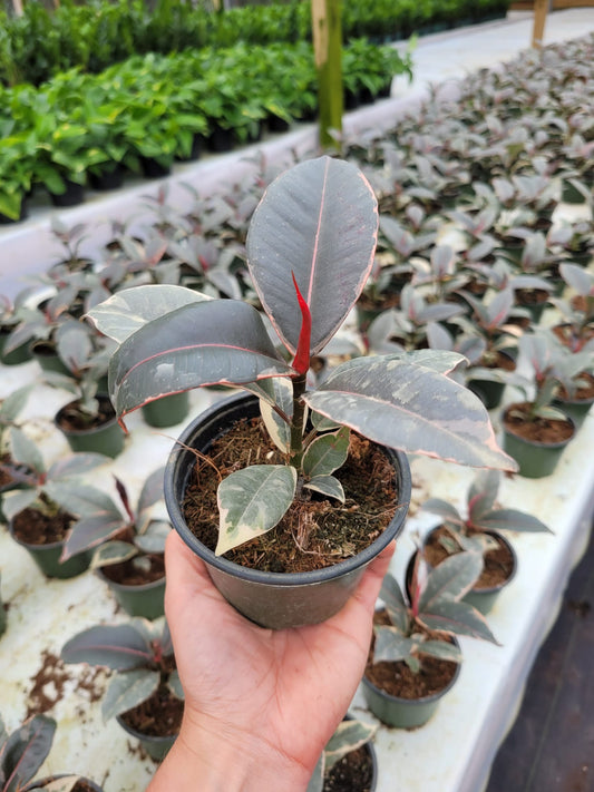 4'' Ficus Tineke