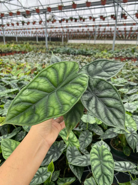 4'' Alocasia Dragon Scale