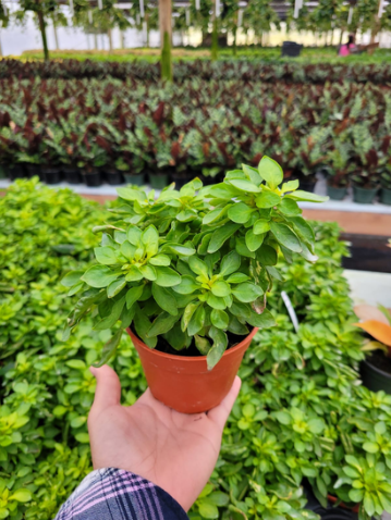 4'' Alternanthera True Yellow
