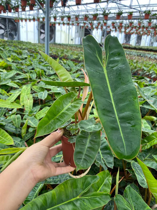 4'' Philodendron Billieatiea Croat
