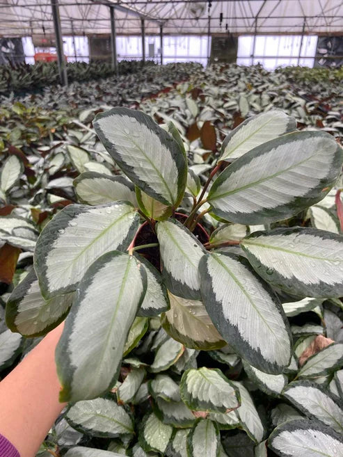 4'' Calathea Picturata