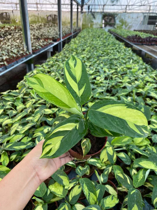 4'' Calathea Pilosa