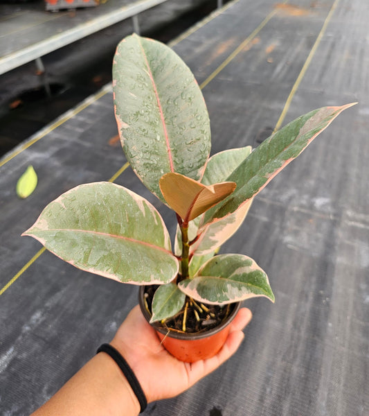 4'' Ficus Ruby