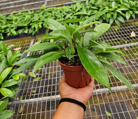 4'' Hoya Splash