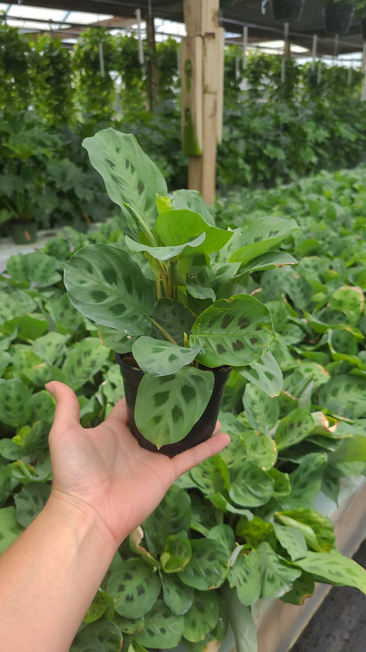 4'' Maranta Green