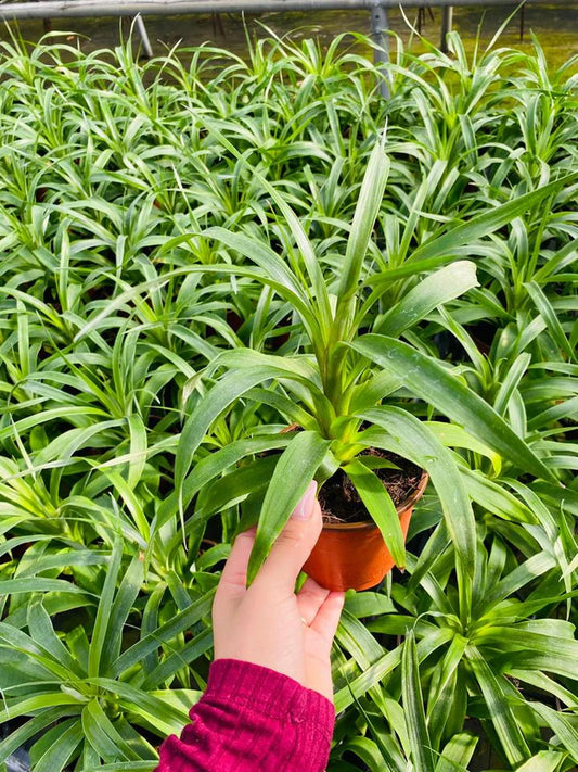 4'' Ananas ''Mi Amigo'' (Pineapple Plant)