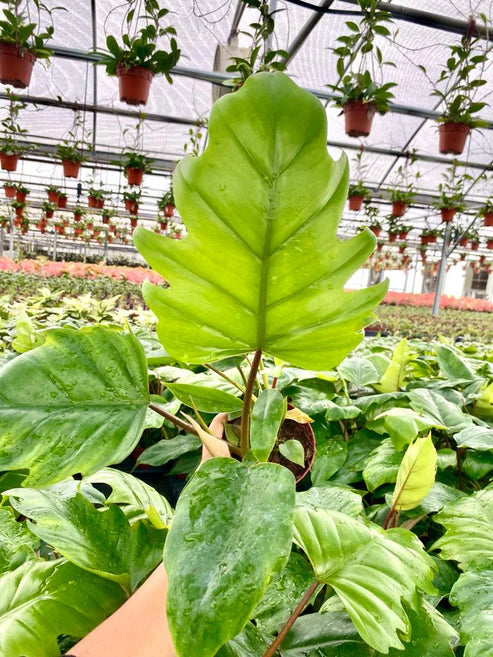 4'' Philodendron Mayoi