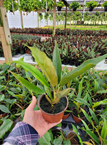 4'' Philodendron Pluto