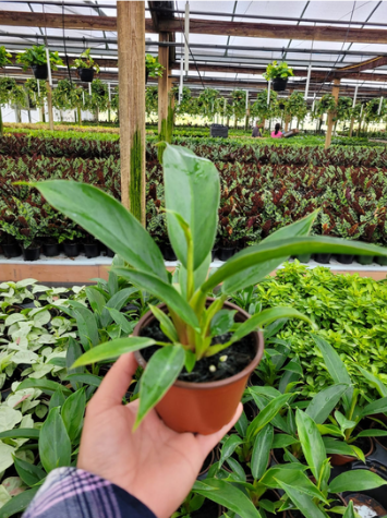 4'' Philodendron Ruizii