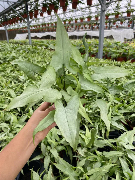 4'' Syngonium Silver Fox