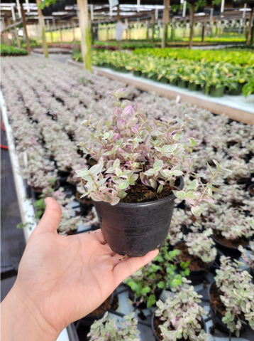 4'' Tradescantia Pink Panther