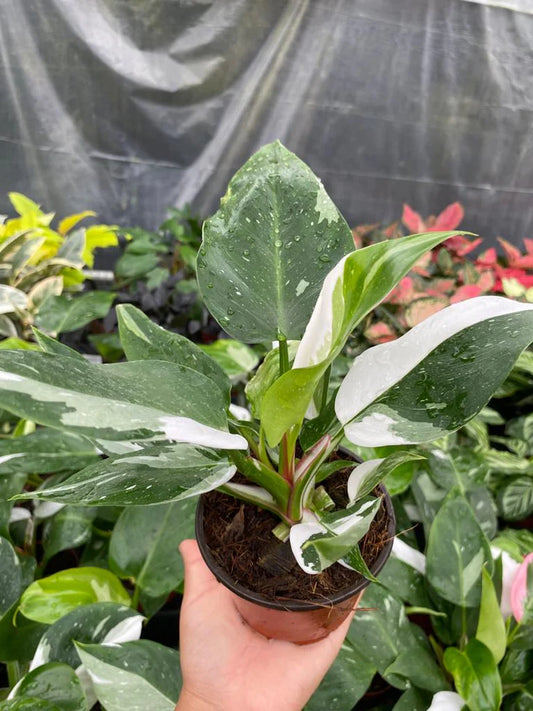 4'' Philodendron White Princess