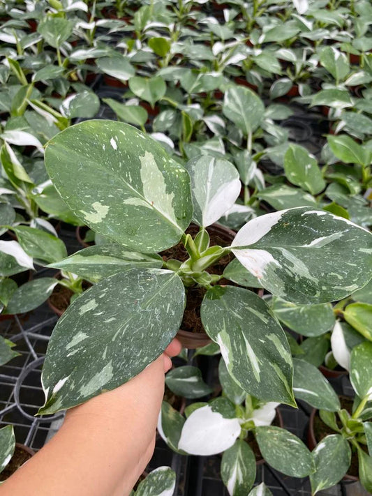 4'' Philodendron White Wizard