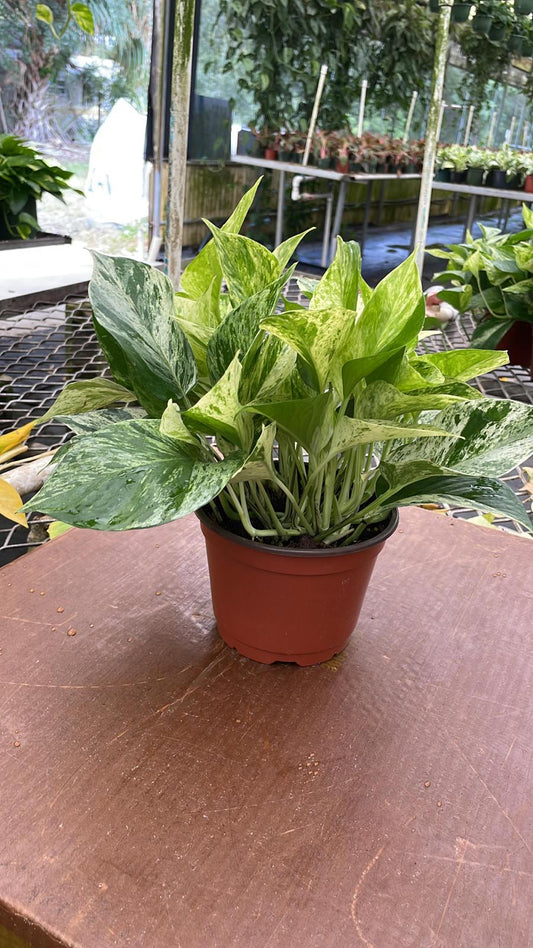6" Pothos Marble Queen