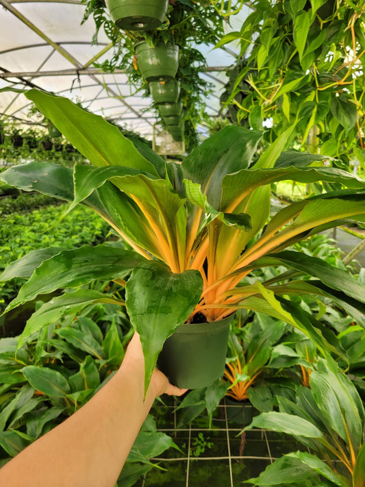6'' Chlorophytum ''Mandarin Orange''