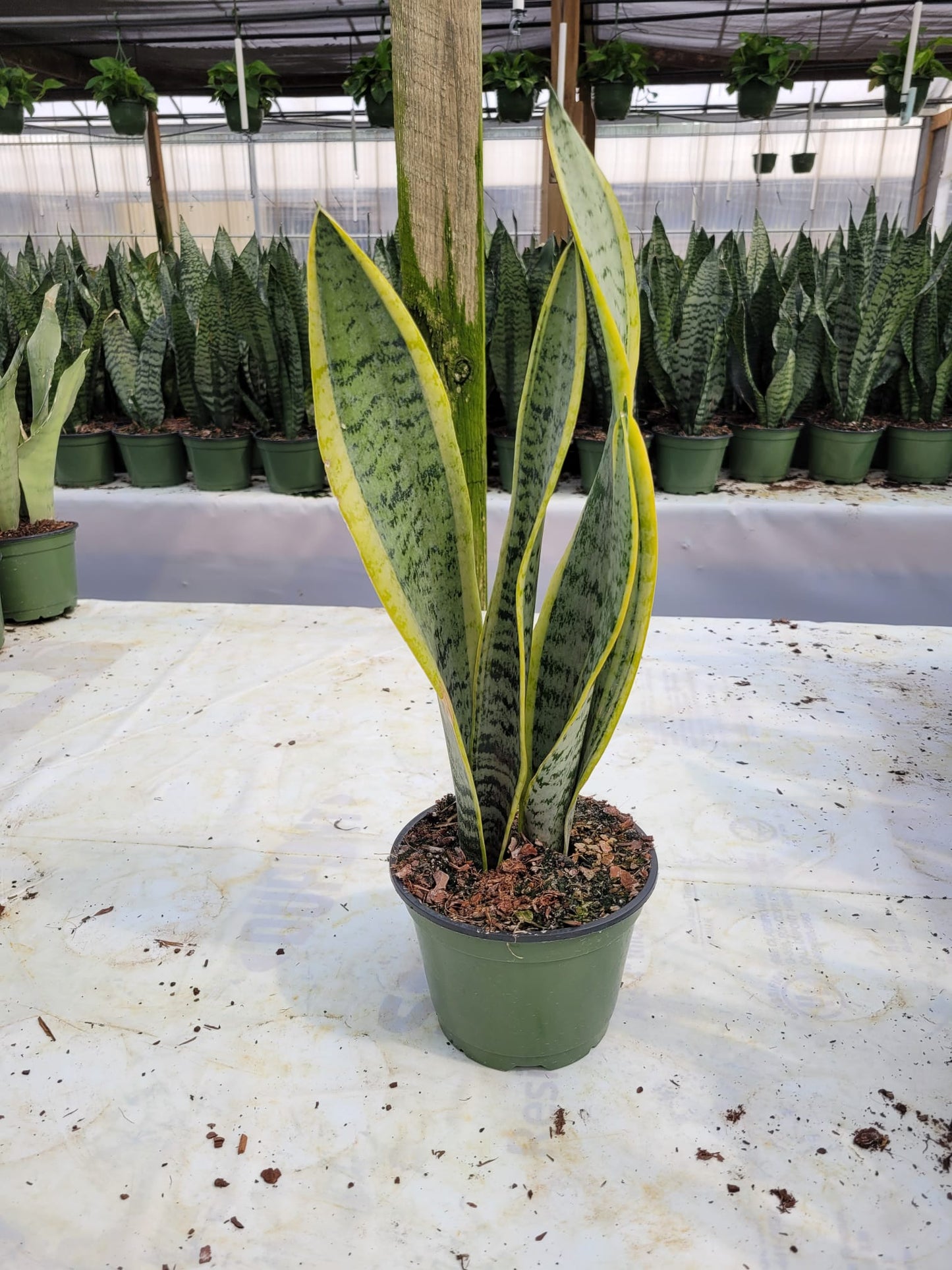 6'' Sansevieria Laurentii