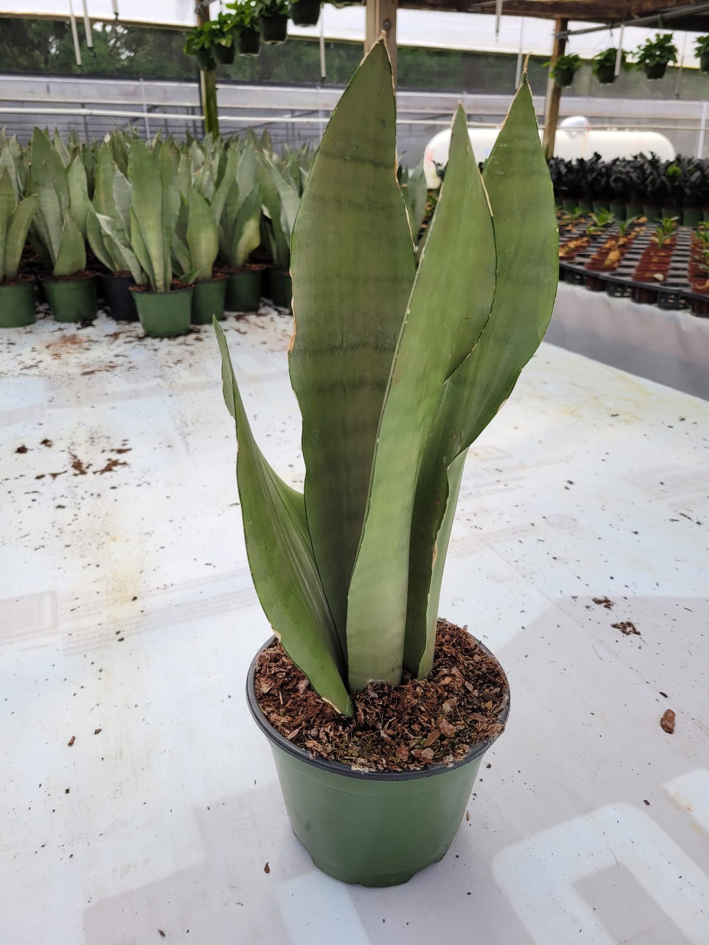 6" Sansevieria Moonshine