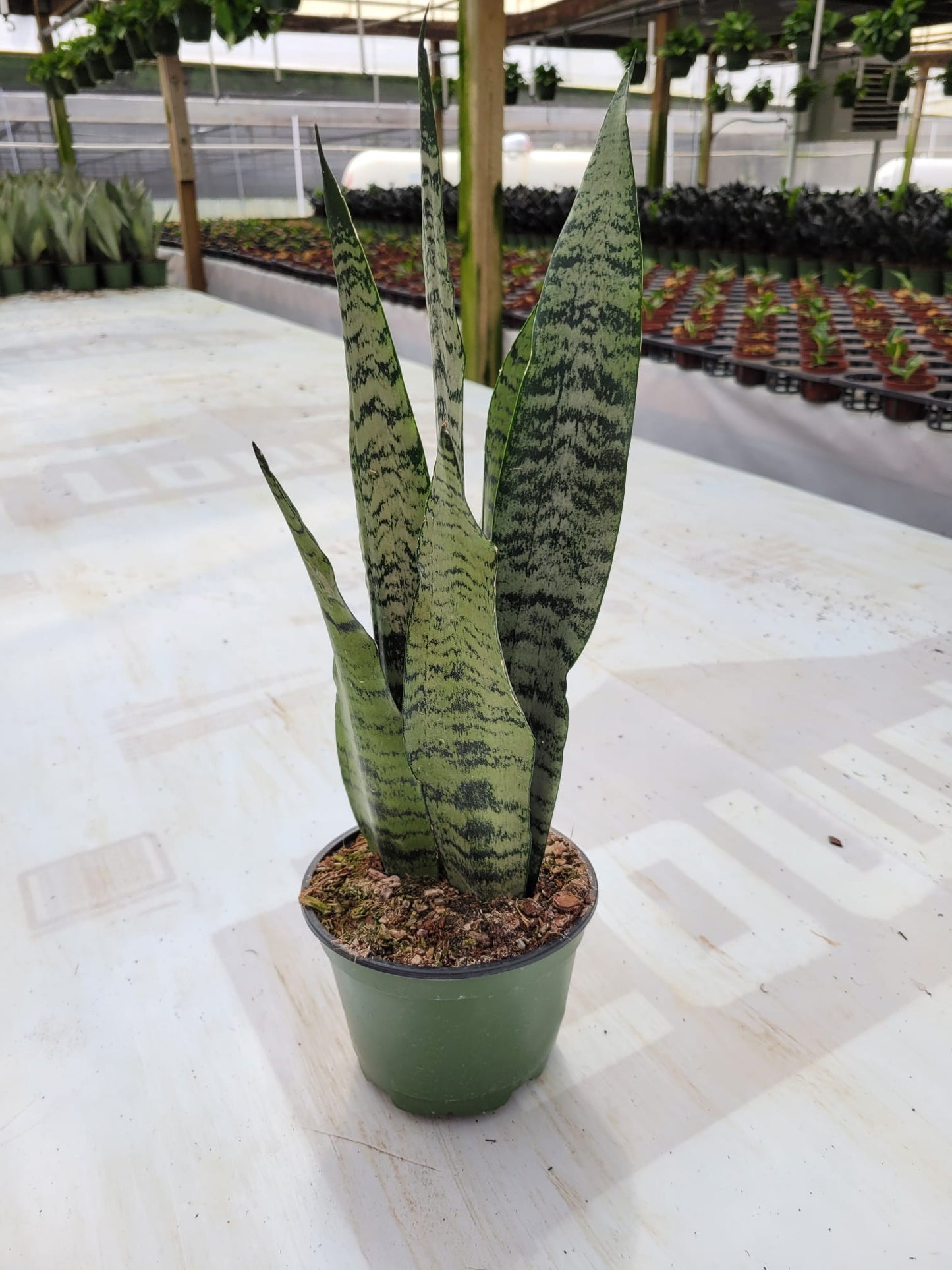 6'' Sansevieria Zeylonica