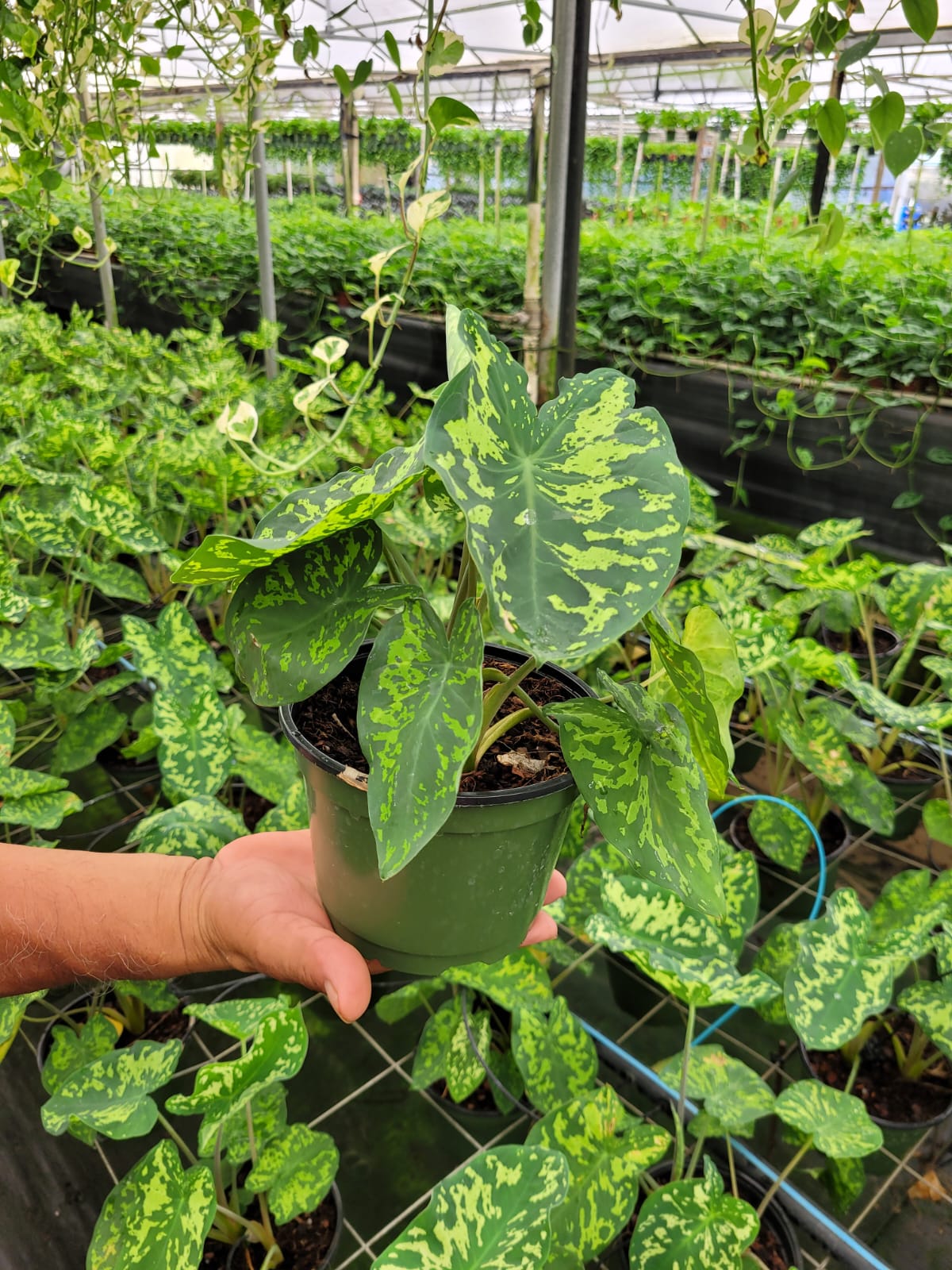 6'' Alocasia Hilo Beauty